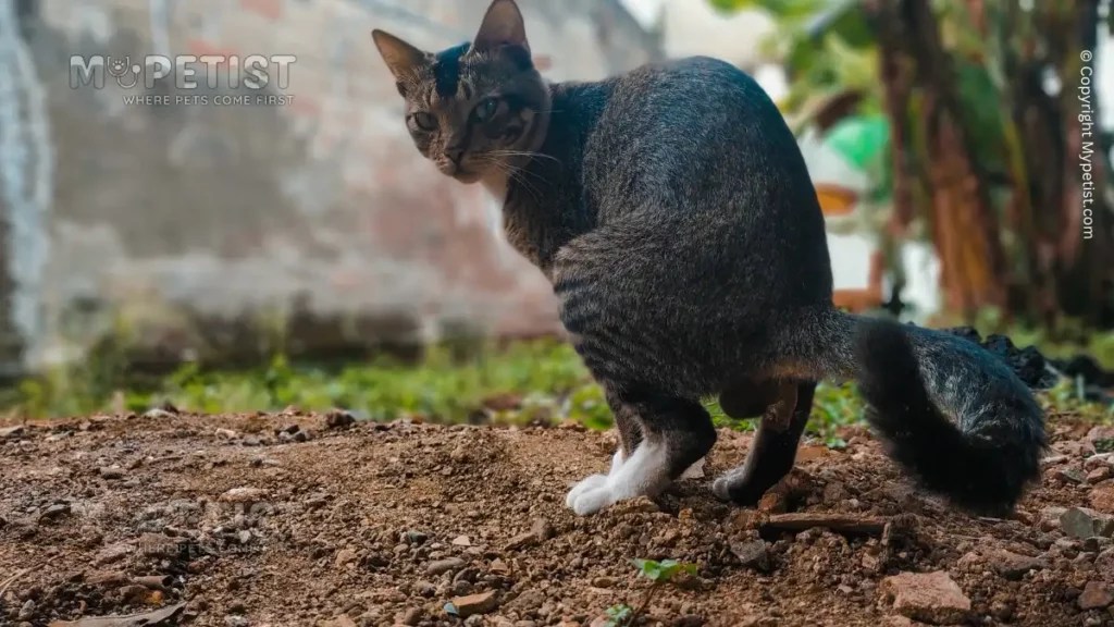 How To Stop Cats Pooping In Your Garden Where Pets Come First