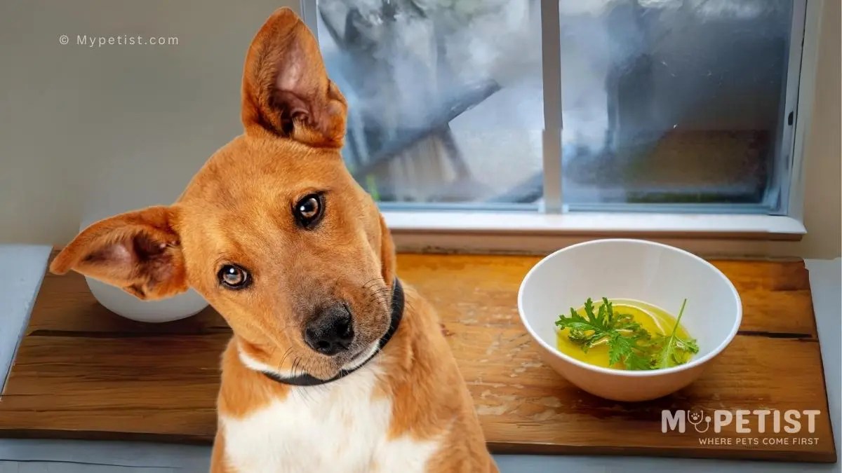 Is Citronella Safe For Dogs? The Surprising Truth Revealed! Where