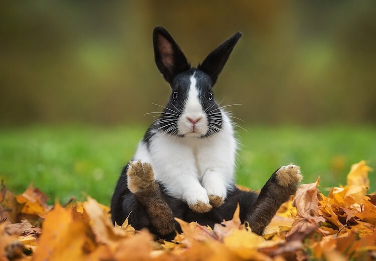 What Mean Bunny In Spanish / Bunny Names 350 Most Popular Rabbit Names My Pet S Name / How do