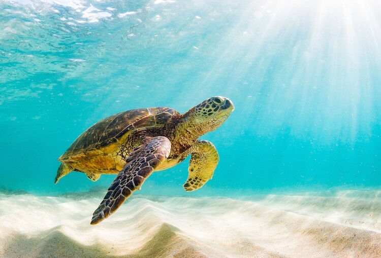 Turtle Names 500 Turtley Brilliant Names for Pet Turtles