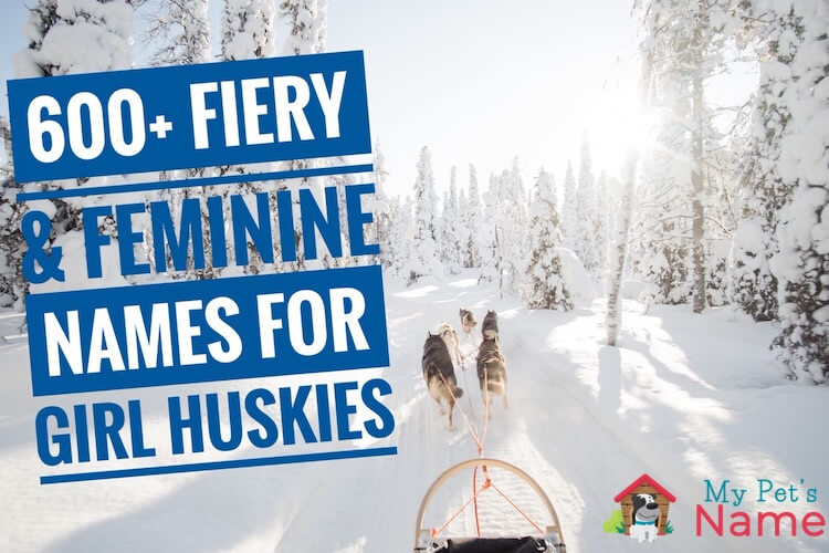 Female Husky Names 600+ Fiery & Feminine Names For Girl Huskies