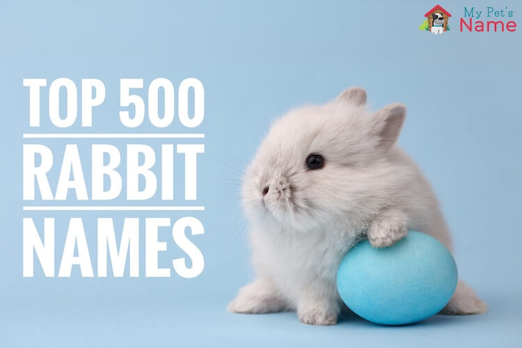 Top 500 Rabbit Names Best, Famous & Cute My Pets Name
