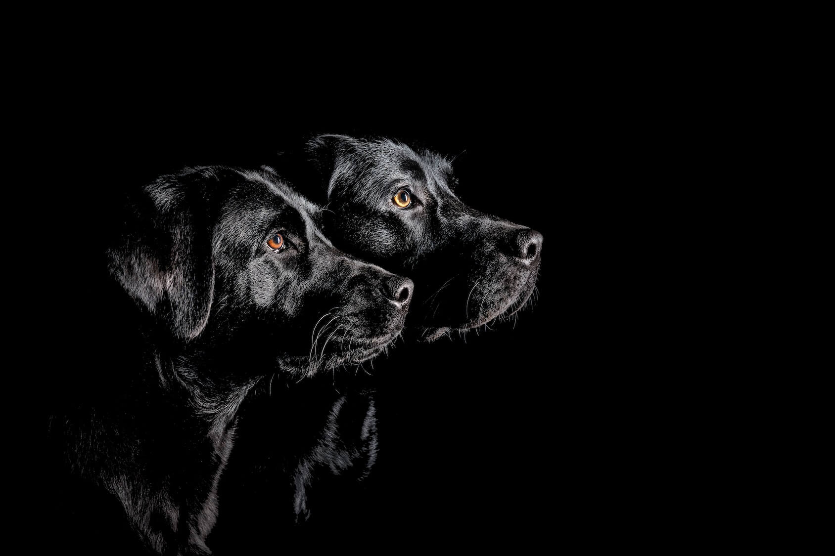 Black Lab Names The AZ List Of 125+ Names for Dark Retrievers My