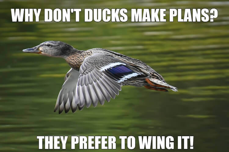Duck Puns 75 Nest Level Jokes to Quack You Up My Pet's Name