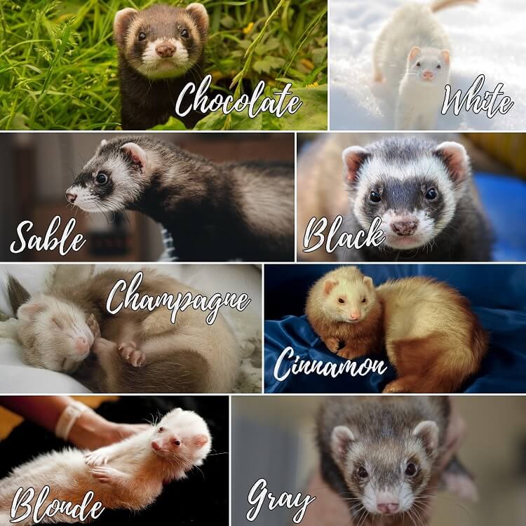 Ferret Names 300+ Best and Unique Names For Your Furry Friends My