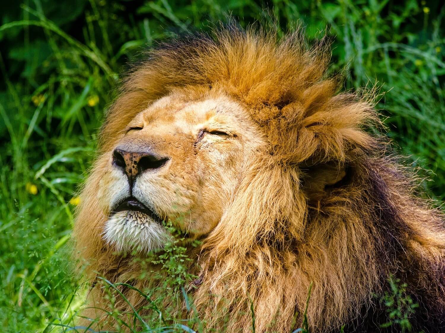 200+ Lion Names RipRoaring Names for Ferocious Felines My Pet's Name
