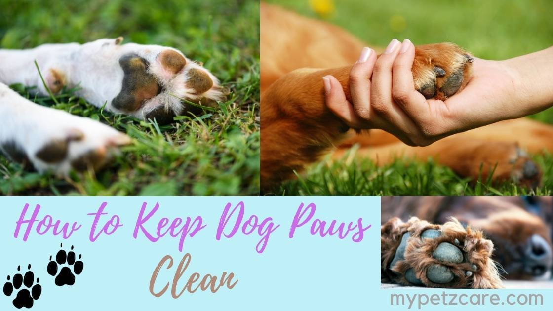 How to Keep Dog Paws Clean My Petz Care