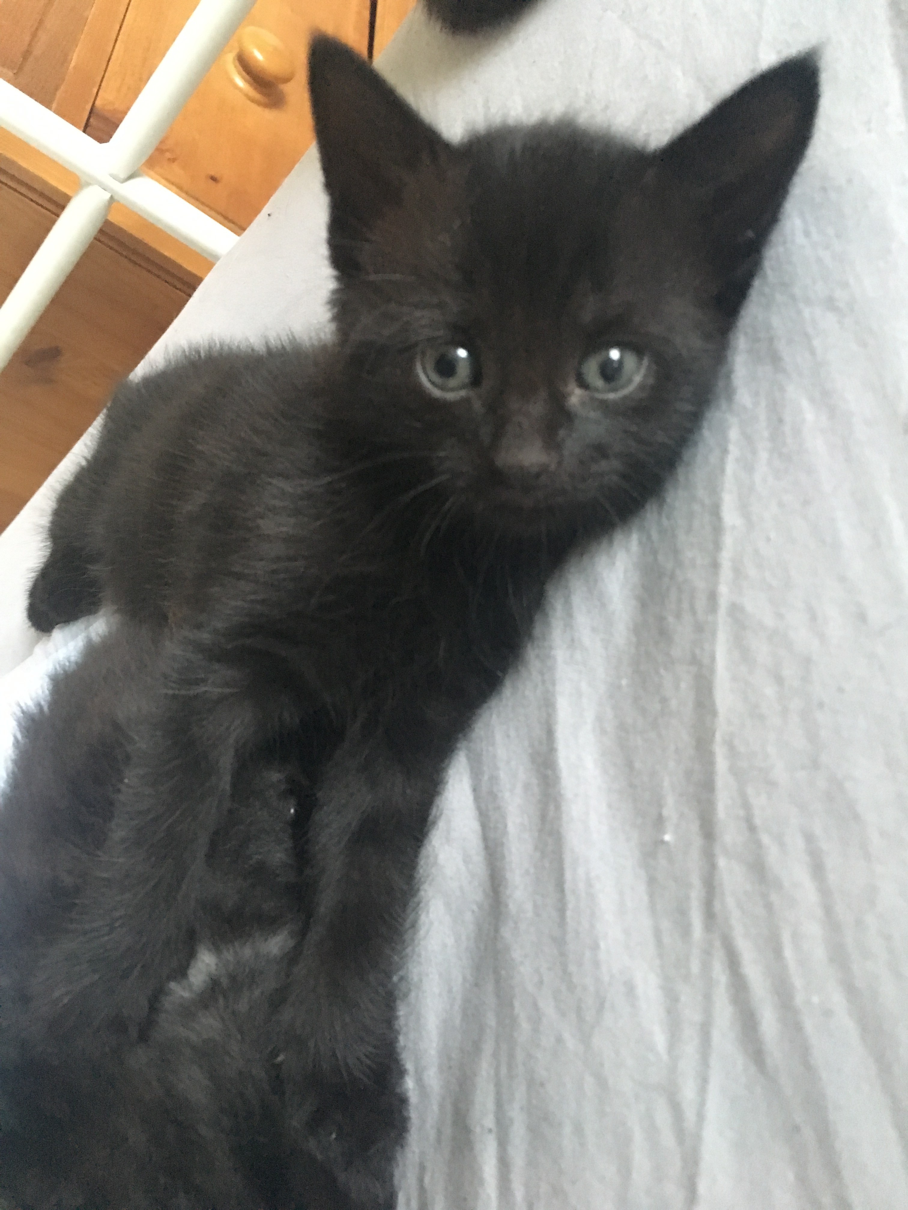 Black male kittens for sale Mixed Breed for Sale Near Me in Kent