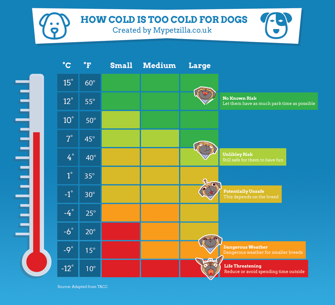 How cold is too cold to take my dog outside? Mypetzilla
