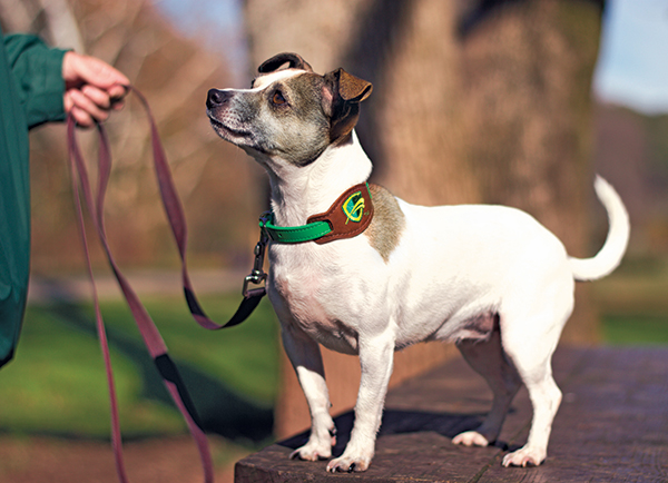 Photo gallery Pest industry canines on the job Pest Management Professional