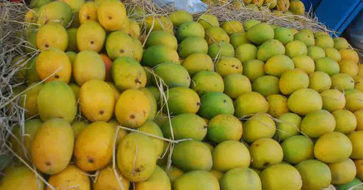 Pune News Mangoes feel the heat, prices may rise PUNE PULSE