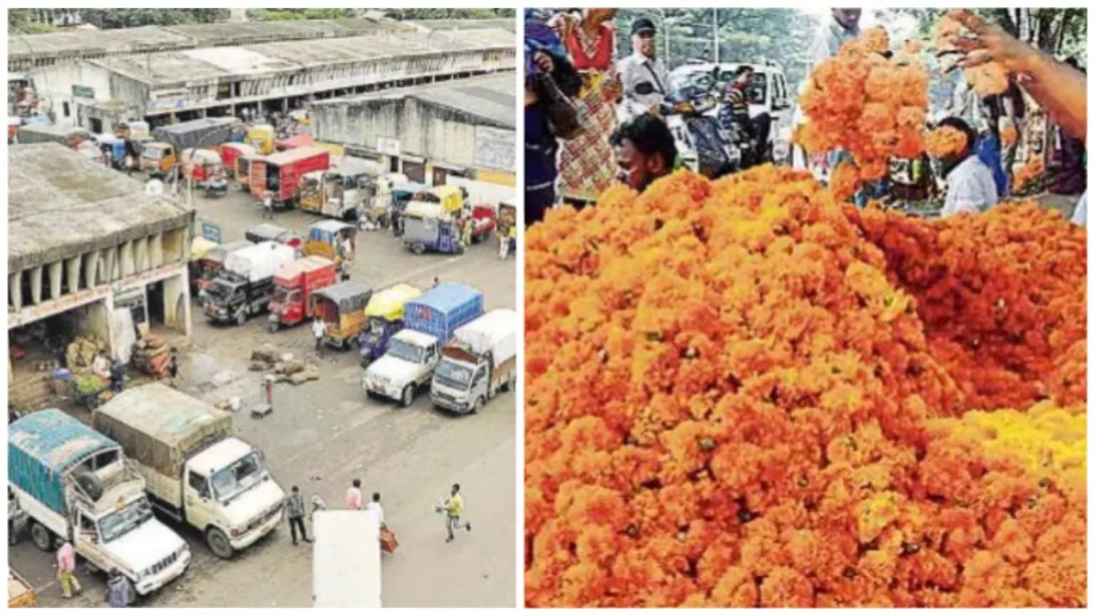 Pune APMC flower market earns Rs 4 crores revenue from flower sale