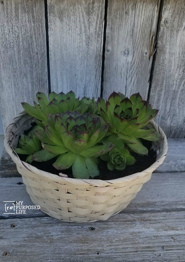 Repurposed Easter Basket Succulent Planter My Repurposed Life®