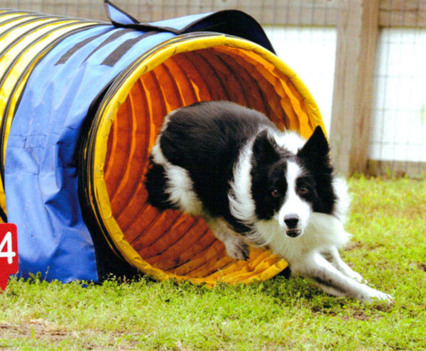 Dog Parks in Myrtle Beach, SC Find Your Nearest Barc Parc
