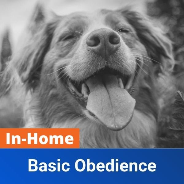 InHome Basic Obedience Off Leash K9 Training of Myrtle Beach