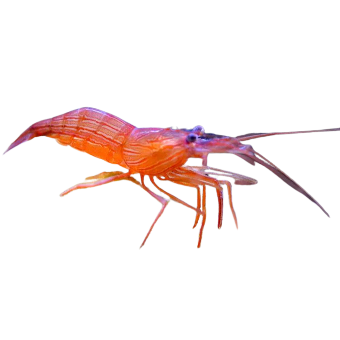 Peppermint Shrimp Foxy Saltwater Tropicals