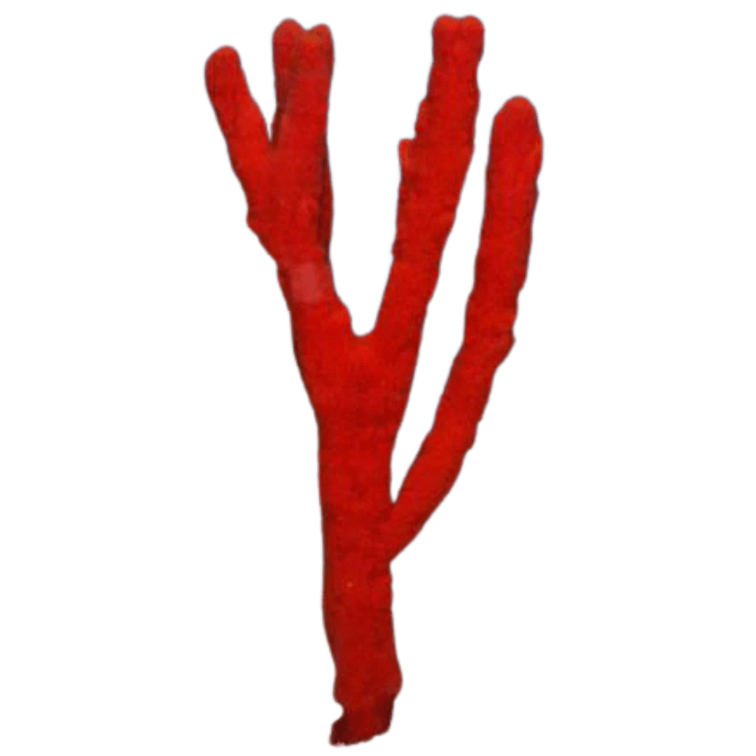 Saltwater Sponge For Sale Foxy Saltwater Tropicals