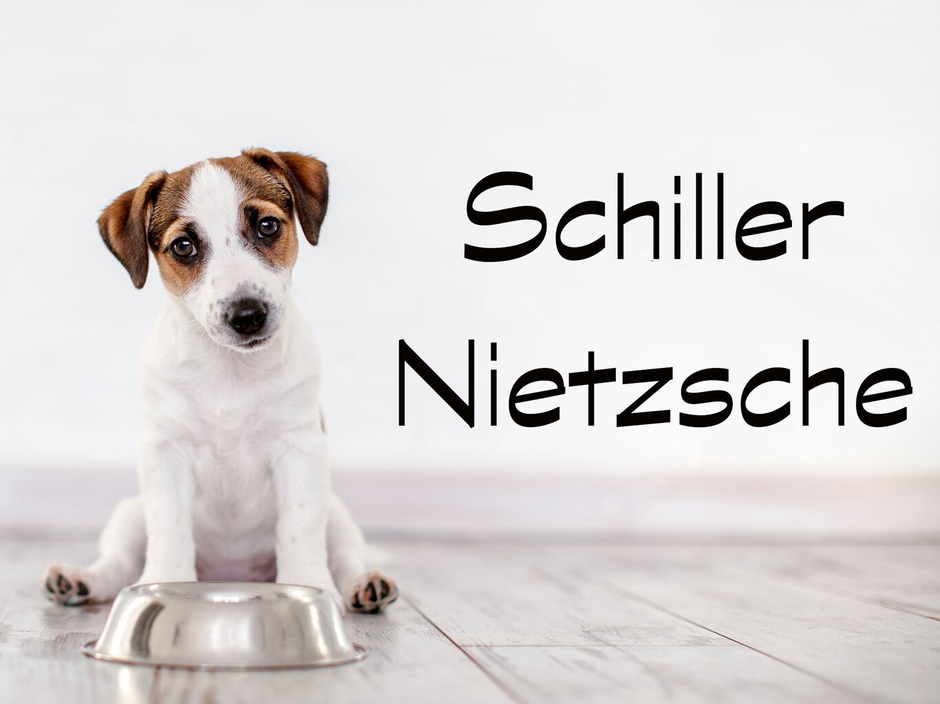 Hundenamen für Rüden, Hündinnen und Welpen