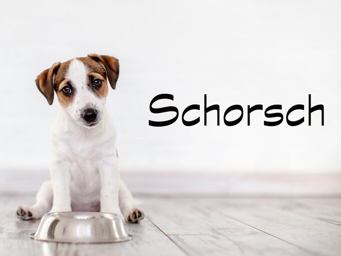 Hundenamen Mit P Mã¤Nnlich Bayerische Hundenamen Weiblich Und