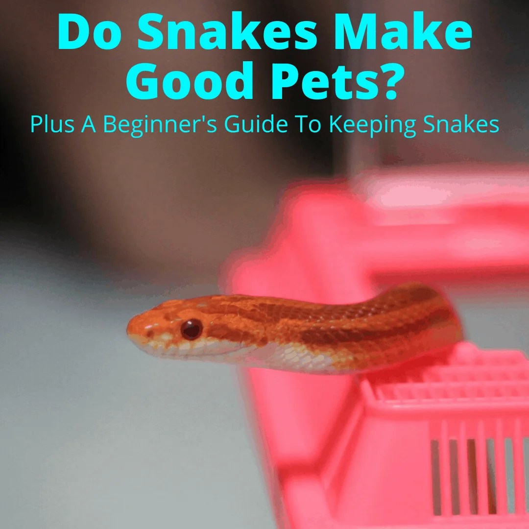 Do Snakes Make Good Pets A beginners Guide to Keeping a Snake