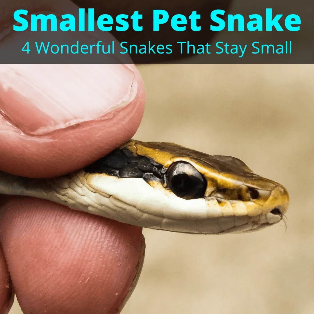 Smallest Pet Snake (4 Best Snakes That Stay Small) - My Snake Pet
