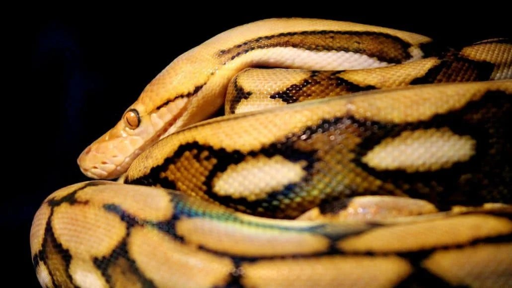 Reticulated Python Bite All You Need To Know About A Python Bite