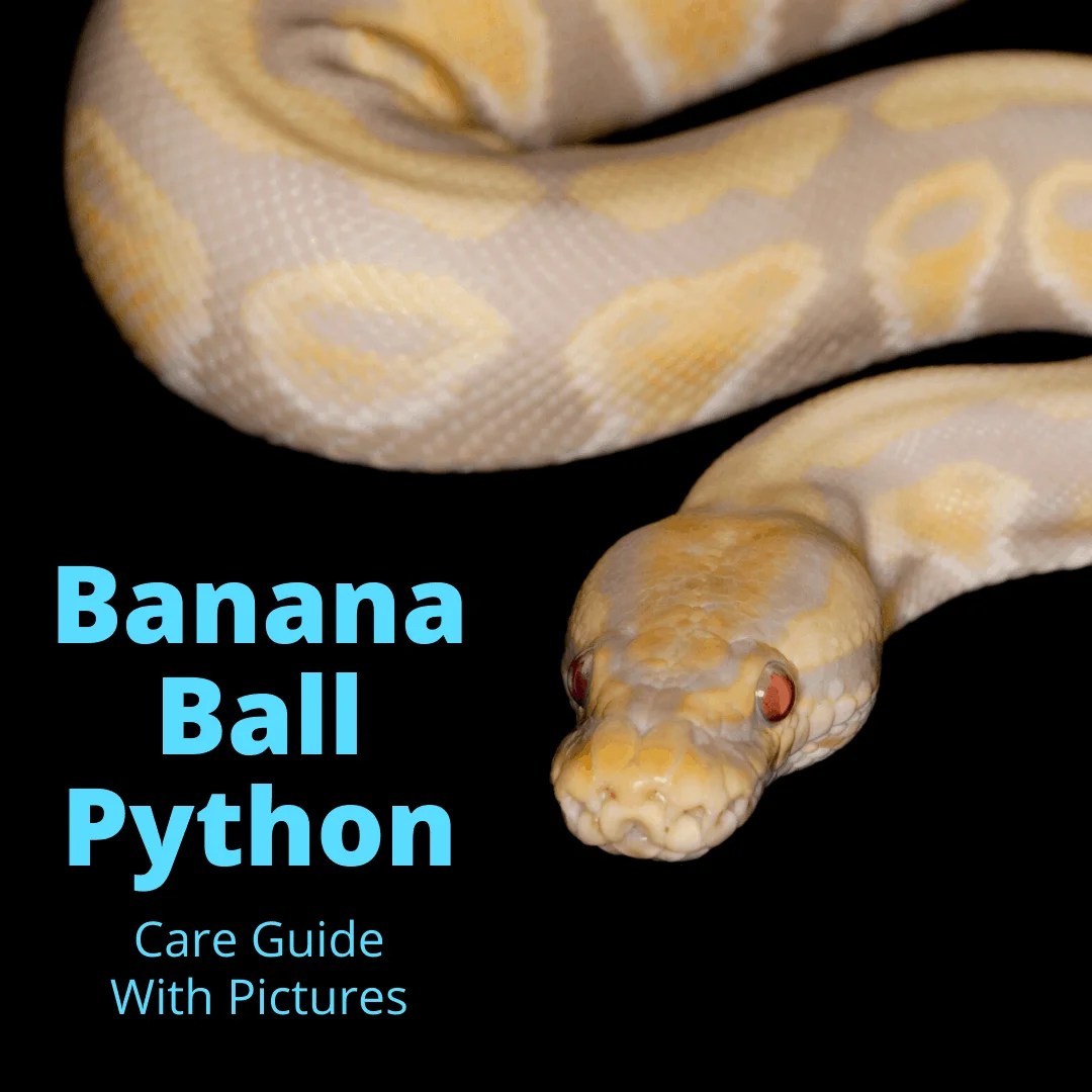 Banana Ball Python - A Total Care Guide With Pictures