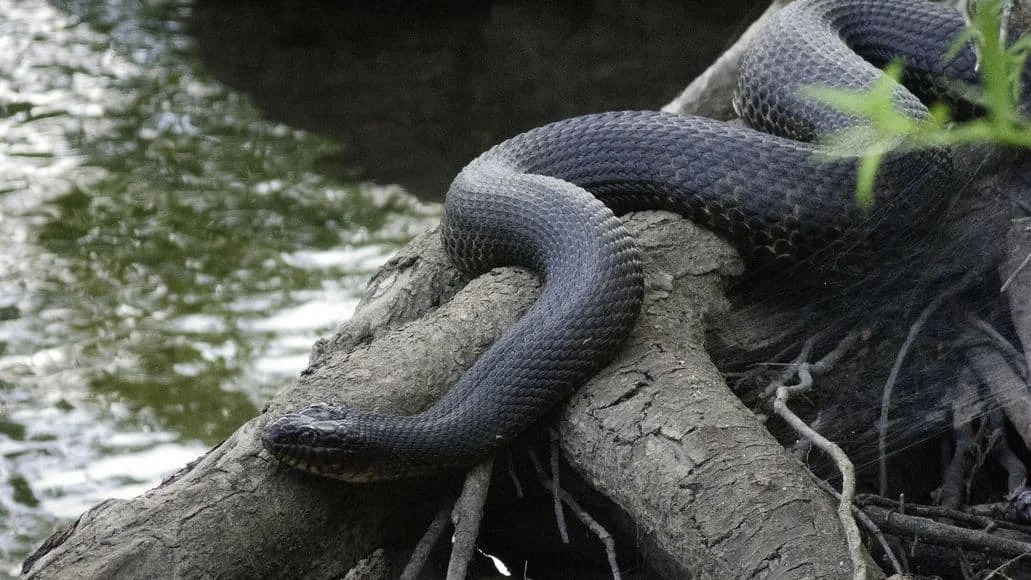 Water Snakes In Texas (Everything You Need To Know) My Snake Pet
