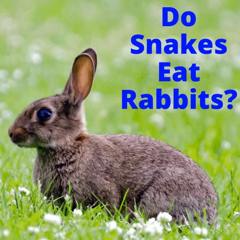 Do Snakes Eat Rabbits? My Snake Pet