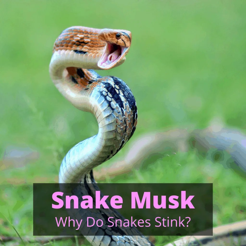 Snake Musk — Why Do Snakes Stink? My Snake Pet