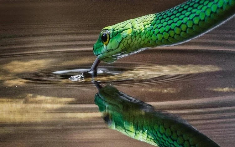 Do Snakes Drink Water? (No, They Don't Use Their Tongue)