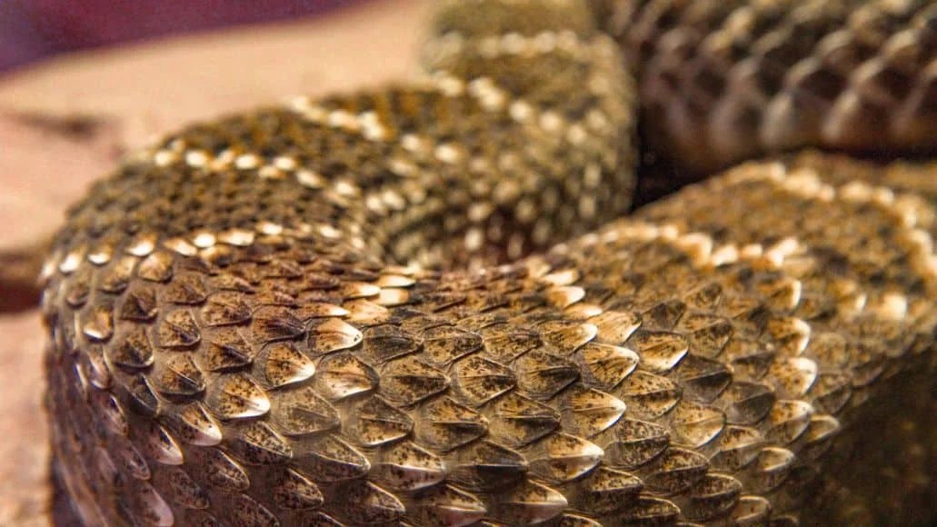 How Fast Can A Snake Slither? (And Which Are Fastest) My