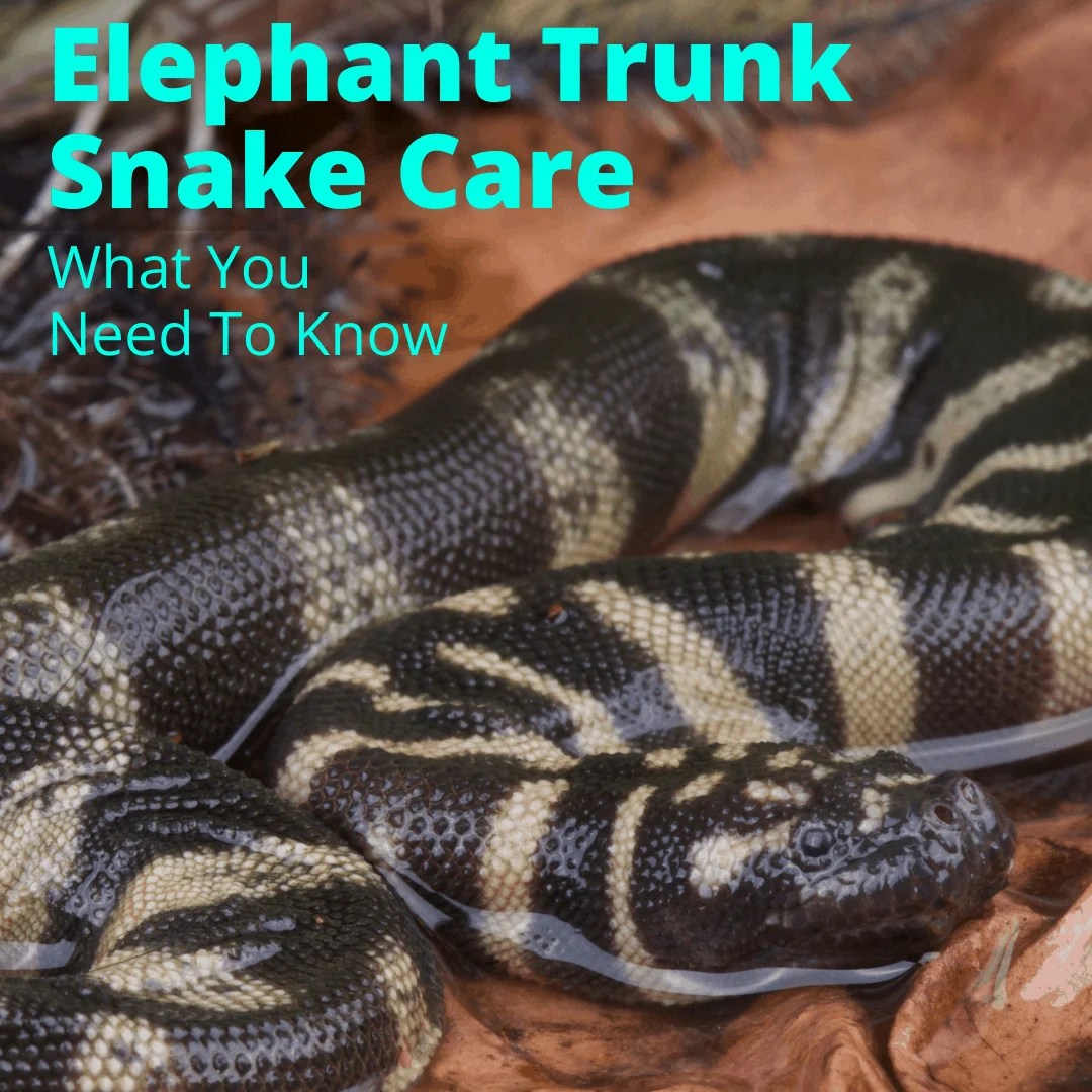 Elephant Trunk Snake Care (What You Need To Know) My Snake Pet