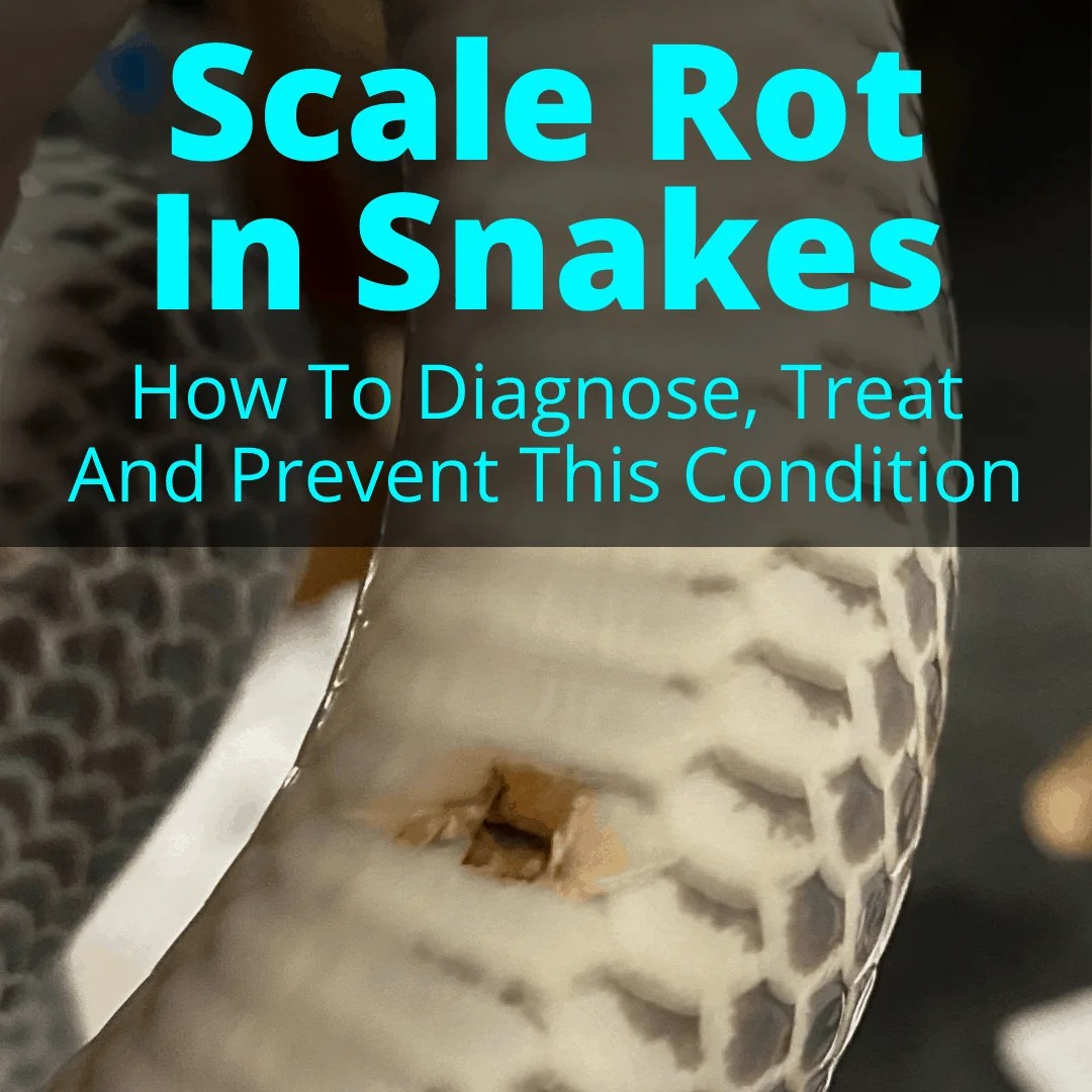 Scale Rot In Snakes How To Treat And Prevent It My