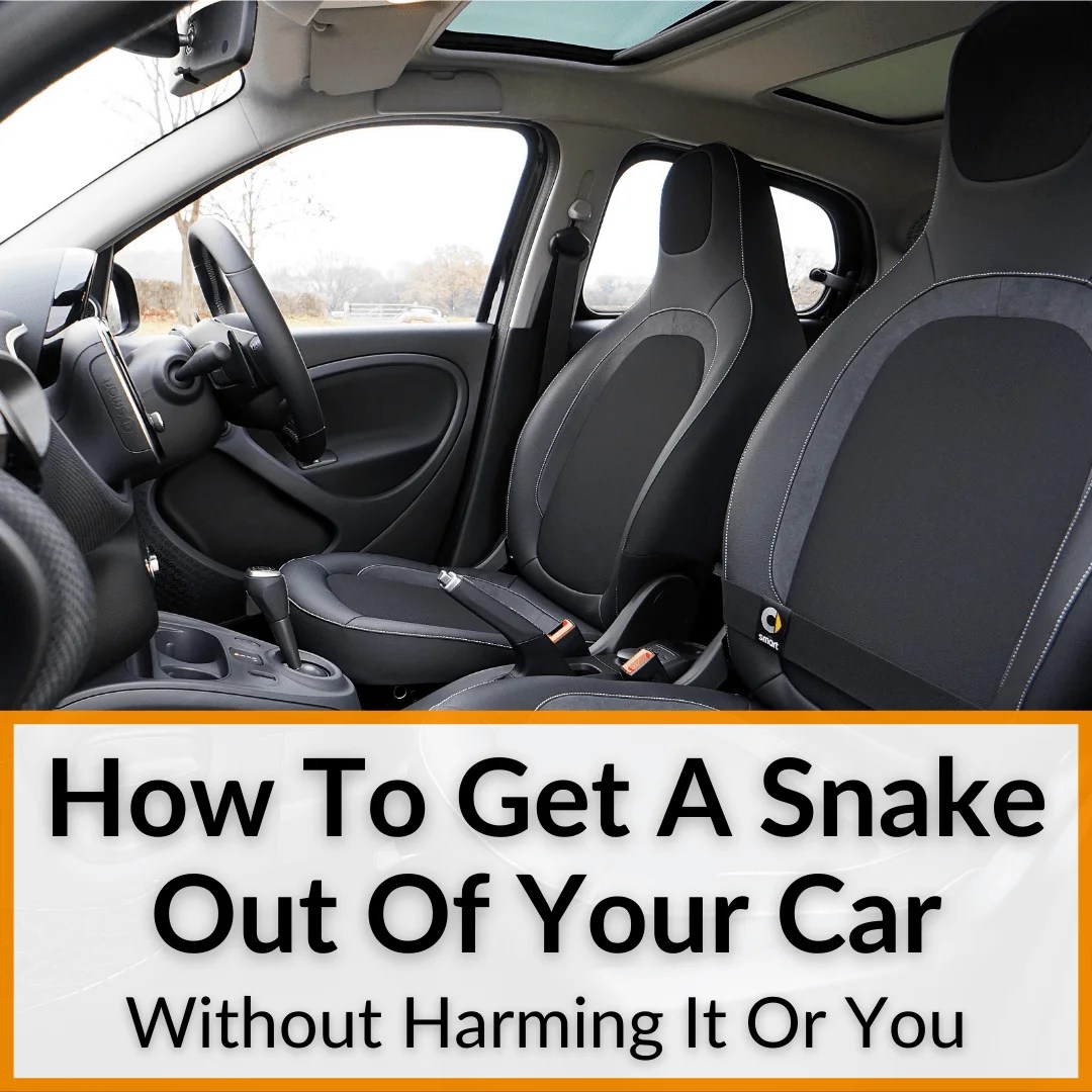 How To Get A Snake Out Of Your Car (Without Harming It Or You) My