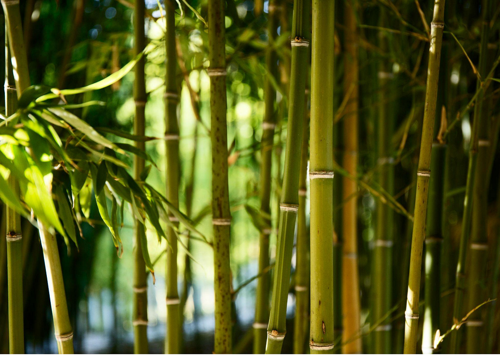 World Bamboo Day Why is Bamboo called the 'Green Gold' ? MySphere