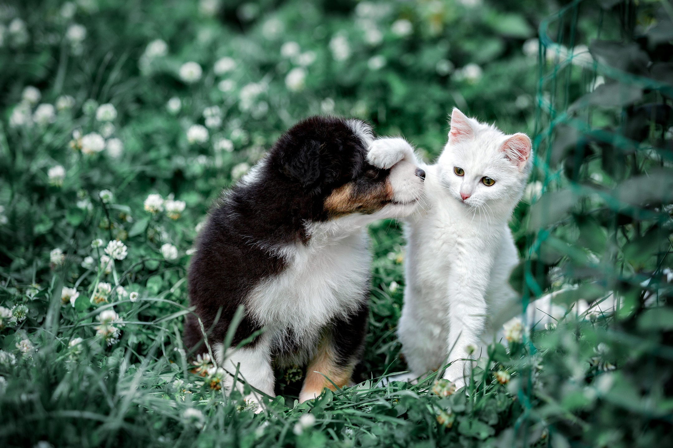 Why Does My Dog Hate My Cat