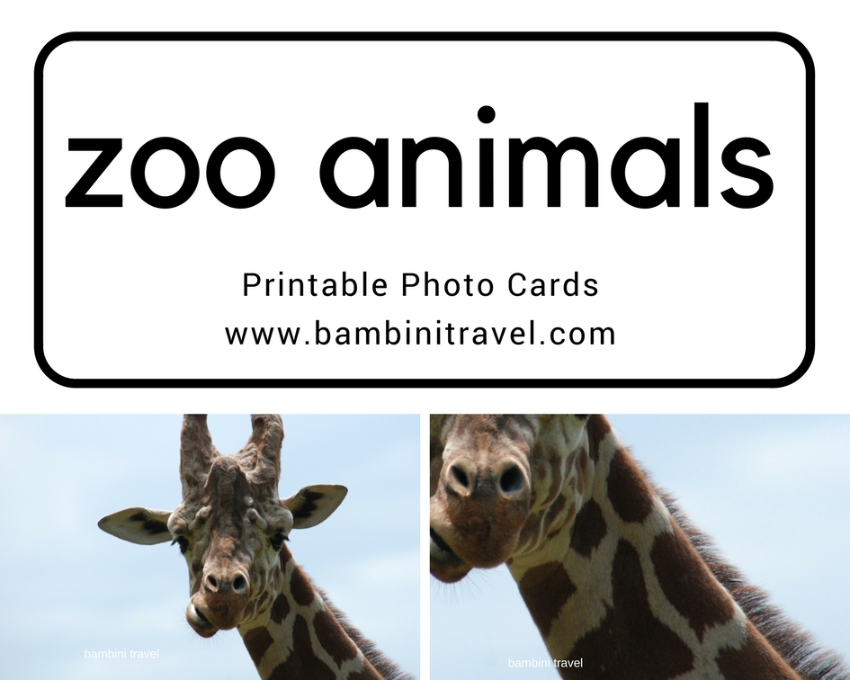 zoo-animal-printable-photo-cards-my-storytime-corner