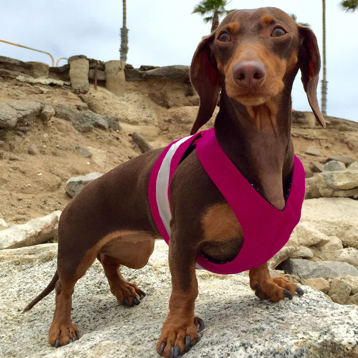 Why You Should Consider Using a Walking Harness for Dogs