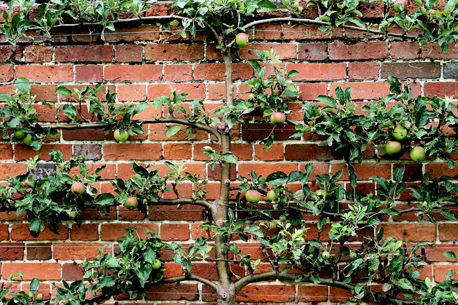 The Fine Art of The Espalier Method My Study Notes