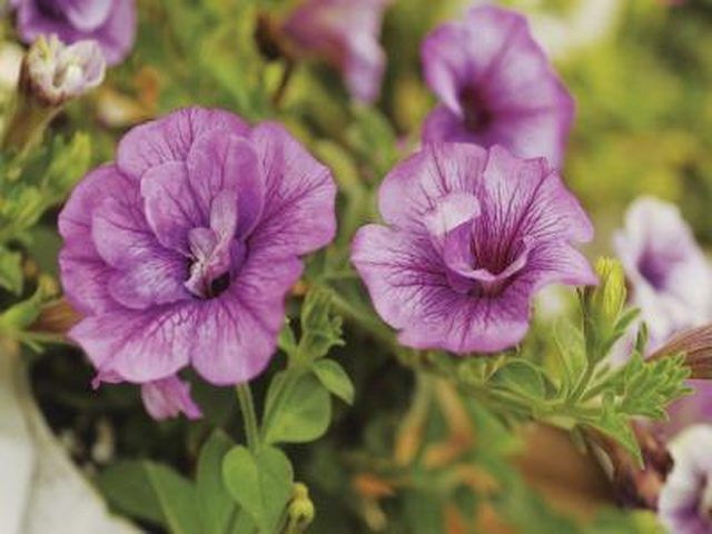 Learn How Far Apart Do You Plant Petunias? How to guides, tips and tricks