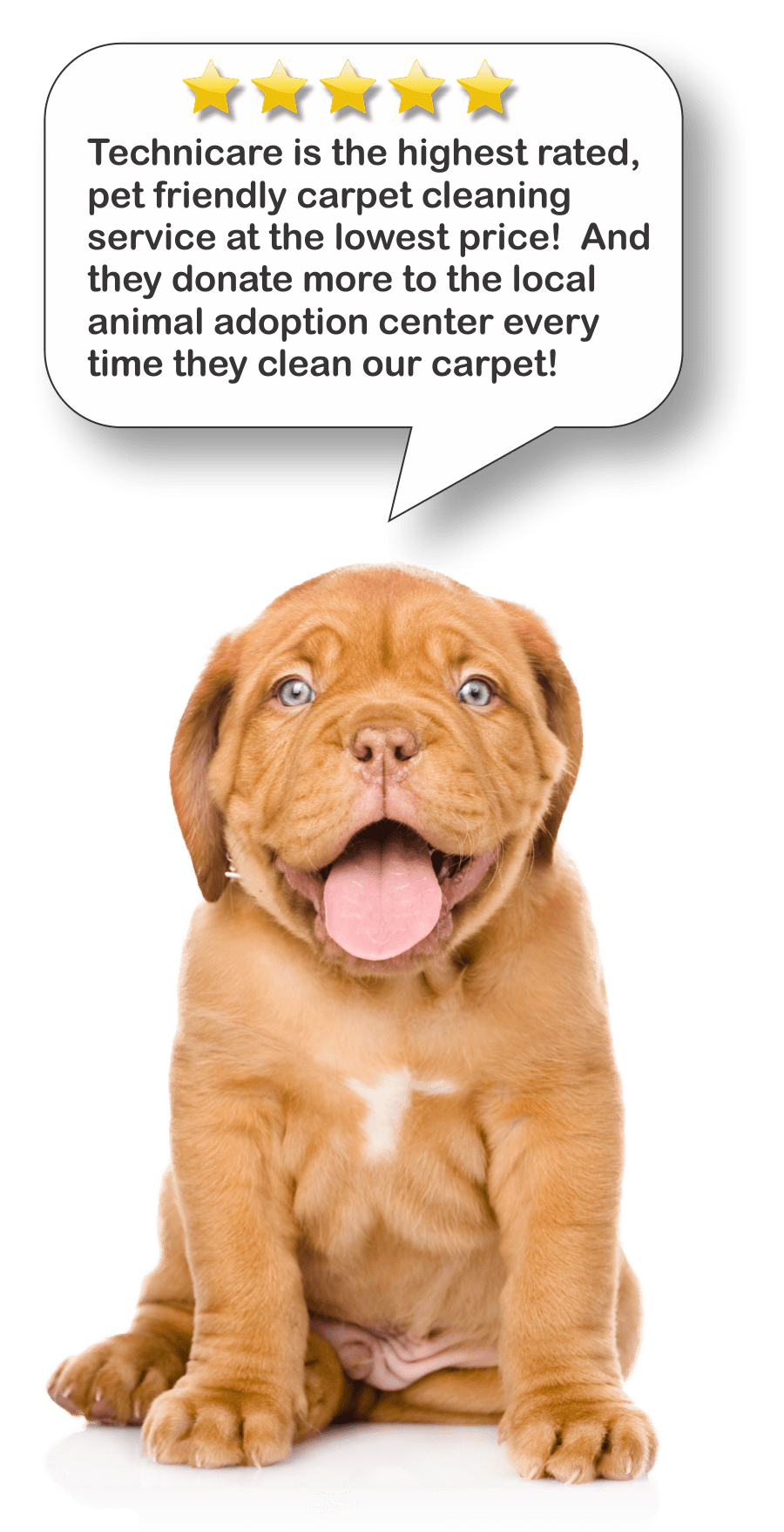 Best Carpet Cleaning Louisville KY BBB A+ Technicare Carpet Cleaning