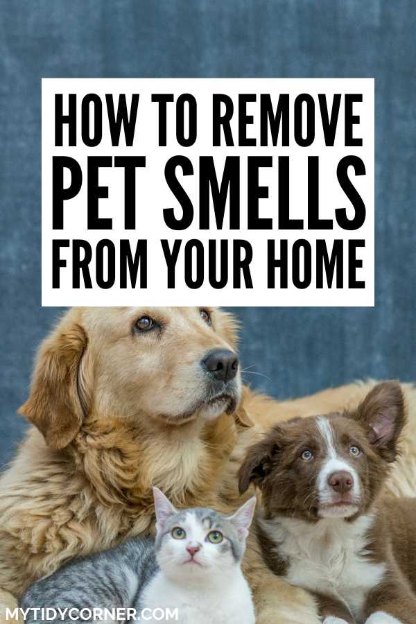 6 Easy Ways to Remove Pet Smells and Freshen Up Your Home