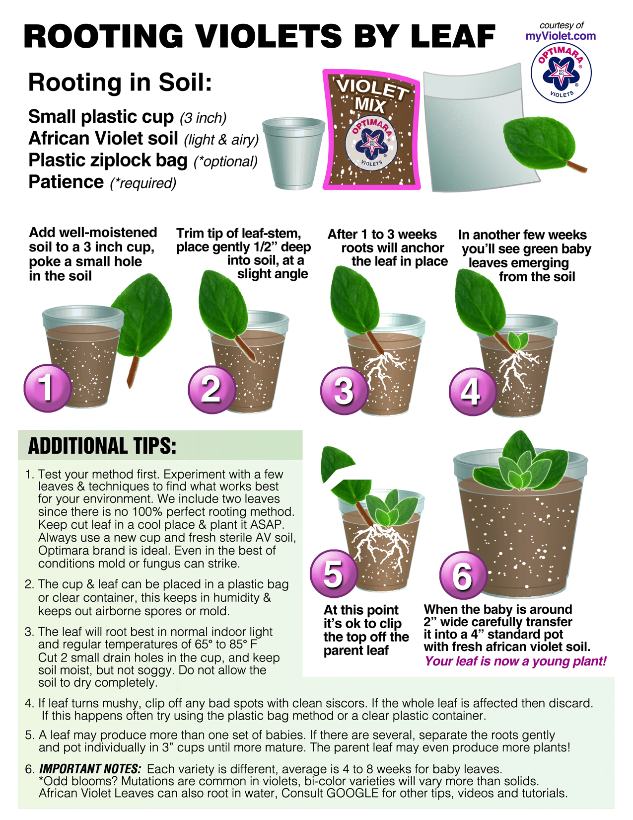African Violet (Leaf)