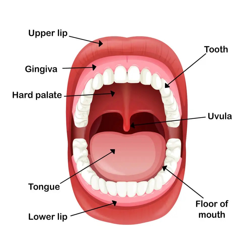 Oral Motor Exercises Improve Hard Palate Sensations for Speech
