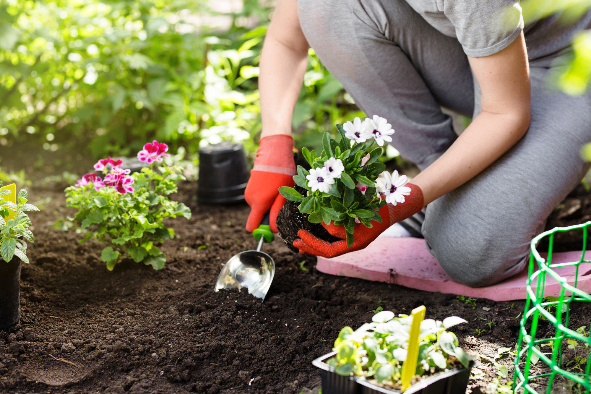 7 Different Types of Flowers to Plant In Your Garden This Summer