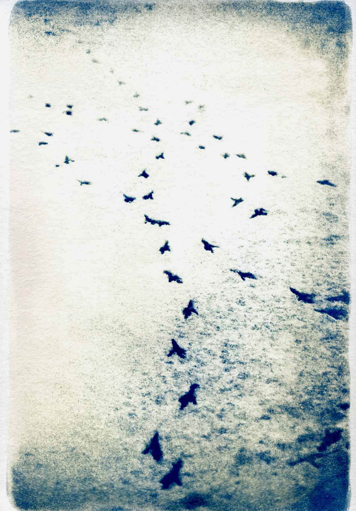 Découvrir l'art du cyanotype ou la vie bleue