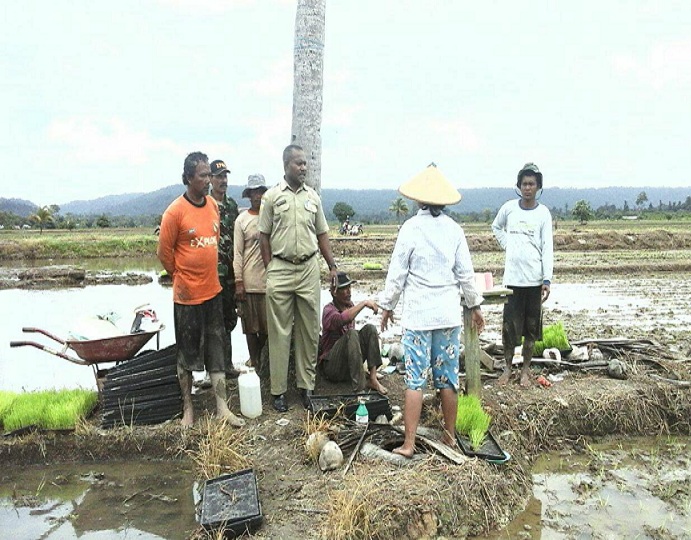 Kepala Dinas Pertanian & Perkebunan Nabire Dampingi Kegiatan Penanaman