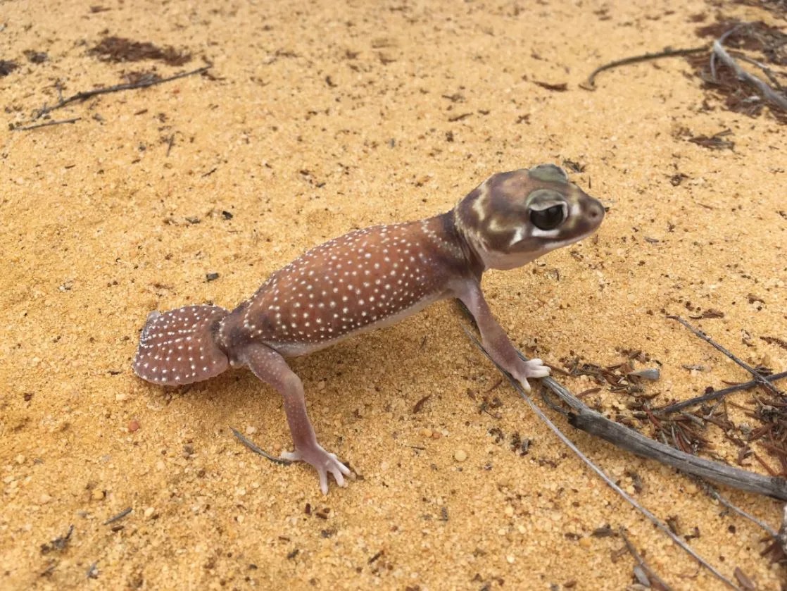 Reptiles rock and all things wildoz NACC Northern Agricultural