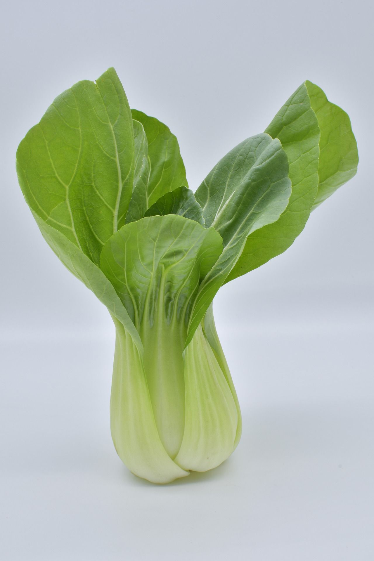 Pak Choi – Ein Pflanzenportrait - Nachgeharkt